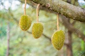 The key is to make it stinky… very, very stinky. Thailand Thai Fruit Durian Tree Green Golden Tree Nature Background Sweet Stock Photo Picture And Royalty Free Image Image 85231255