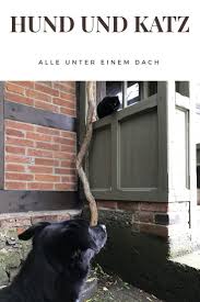 Alle Unter Einem Dach Mit Hund Und Katz Dreipunktecharlie Hunde Urlaub Mit Hund Hund Und Katze