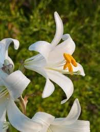 Joseph proclaimed by pope francis on tuesday. 67 St Joseph Lilies Ideas Beautiful Flowers Lily Lily Flower