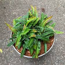 Image result for Blechnum tabulare