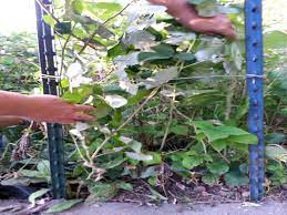 Visit the diy network to learn more. Raspberry Bush Trellis Raspberry