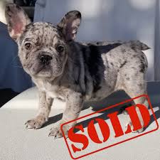 Every lilac coloured french bulldog is naturally a blue gene carrier. Black Tri Merle Girl French Bulldog Welcome To Sandov S English Bulldog