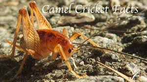 Heart burned to death by marina mazepa's satanic power as cricket stops mariana from killing jeffrey dean morgan. Camel Cricket Facts All Things You Should Know About The Sprickets