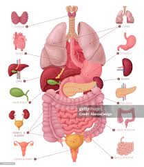 Image result for internal organs