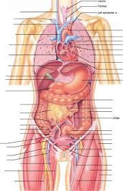 This can effectively educate everyone on the female human body. Human Diaphragm Blood Vessels Guws Medical