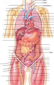 Trunk or torso is an anatomical term for the central part of the human body from which extend the neck and limbs. Human Diaphragm Blood Vessels Guws Medical