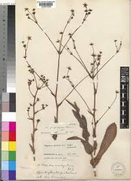 Image result for Alepidea