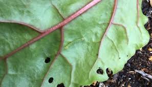 穴だらけの葉を発見 青虫 アオムシ の被害と対策方法 Lovegreen ラブグリーン