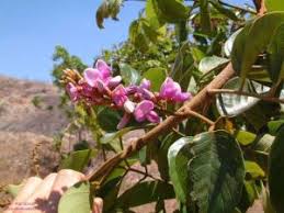 Image result for Millettia dura