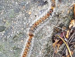La processionnaire du pin (thaumetopoea pityocampa) est une espèce de lépidoptères (papillons) de la famille des notodontidae, surtout connue pour ses chenilles. Une Aide Pour Lutter Contre Les Chenilles Processionnaires Ville De Pornichet