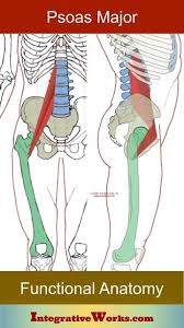 Psoas Major Functional Anatomy Integrative Works In 2020 Integrative Anatomy Back Spasm Relief