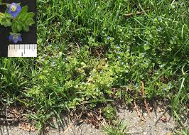 Check out some of our favorite signature is a pure white fringed tulip. Spring Blooming Lawn And Garden Weeds A Focus On Winter Annual Identification And Management Gardening In Michigan
