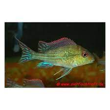 Learn about rio negro using the expedia travel guide resource! Geophagus Winemilleri Rio Negro Erdfresser 35 39