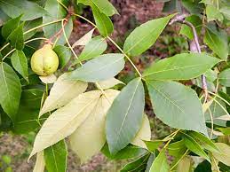 How To Identify Trees By Their Leaves Georgiapellegrini Com