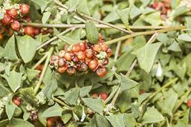 Image result for Lintonia nutans