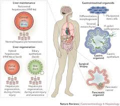 Maybe you would like to learn more about one of these? Generating And Regenerating The Digestive System Nature Reviews Gastroenterology Hepatology