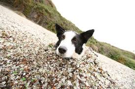 Good Dog Cali Tourist Sites Best Dogs Dogs
