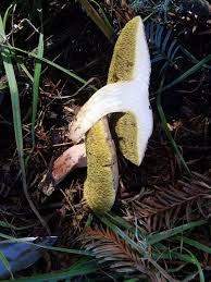 Image result for Xerocomellus diffractus