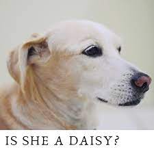 150 Beautiful And Uncommon Flower Names For Dogs Pethelpful