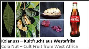 Image result for Cola natalensis