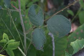 Image result for Desmodium incanum