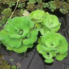 Image result for Pistia