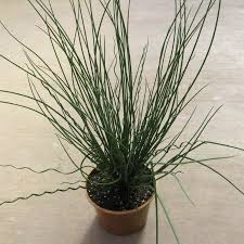 Image result for Juncus dregeanus