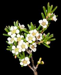 Image result for Asterochaete