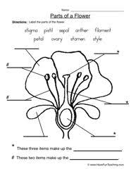 Plants Worksheets Have Fun Teaching Parts Of A Flower Plants Worksheets Parts Of A Plant