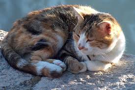 Cats should have ready access to water at all times. Basal Cell Tumor In Cats Symptoms Causes Diagnosis Treatment Recovery Management Cost