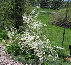 Image result for Exochorda