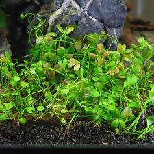 Image result for Marsilea vera