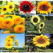 Jual benih bunga matahari (sunflower). Jual Bunga Matahari Terbaru Lazada Co Id