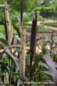 Image result for Cenchrus americanus