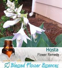 5 ways to use dandelion infused oil. Hosta Flower Remedy Dr Darla Nofziger Nd