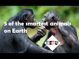 What Are The Smartest Animals 5 Of The Smartest Animals On Earth Animals Petsmart Smart