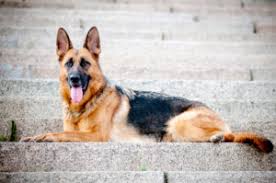 Adopt bridget a black german shepherd dog / mixed dog in phoenix, az (30460470). German Shepherd Puppies For Sale Available In Phoenix Tucson Az