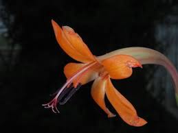 Image result for Centemopsis filiformis