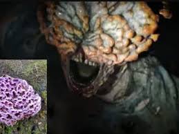 Nuevo título: “El hongo mortal del rosal infecta a un hombre indio, como en The Last of Us”