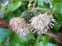 Image result for Carduus leptacanthus