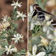 Image result for Asparagus flavicaulis