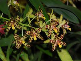 Image result for Ansellia