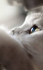 80 Best Of Iphone X Wallpapers Amazing Wallpaper For Iphone X Iphone Wallpaper Iphone Background Iphone Wallpaper Tumblr Iphone Cats White Cat Crazy Cats