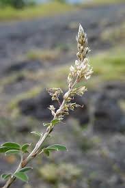 Image result for Grona ramosissima