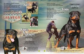 Provide families with the highest quality, healthiest. Puppies Are Here Vom Vegas Rottweilers Charlie Hansen Las Vegas Nevada 702 604 0878 Vomvegasrottweilers Yaho Springer Puppies Rottweiler Lovers Rottweiler