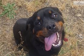 Contact oregon rottweiler breeders near you using our free rottweiler breeder search tool below! Rottweiler Puppy For Sale Near Portland Oregon 65976dd7 7081