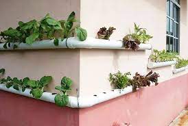 Cara mudah menanam bawang merah di rumah untuk pemula. Berkebun Sebagai Hobi Hidroponik Mudah