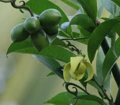 Image result for Artabotrys hexapetalus