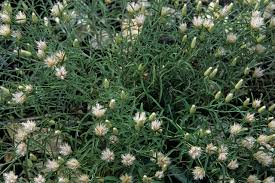 Image result for Dicoma anomala