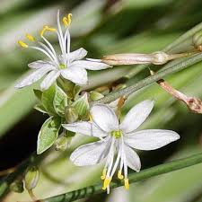 Image result for Chlorophytum pauper